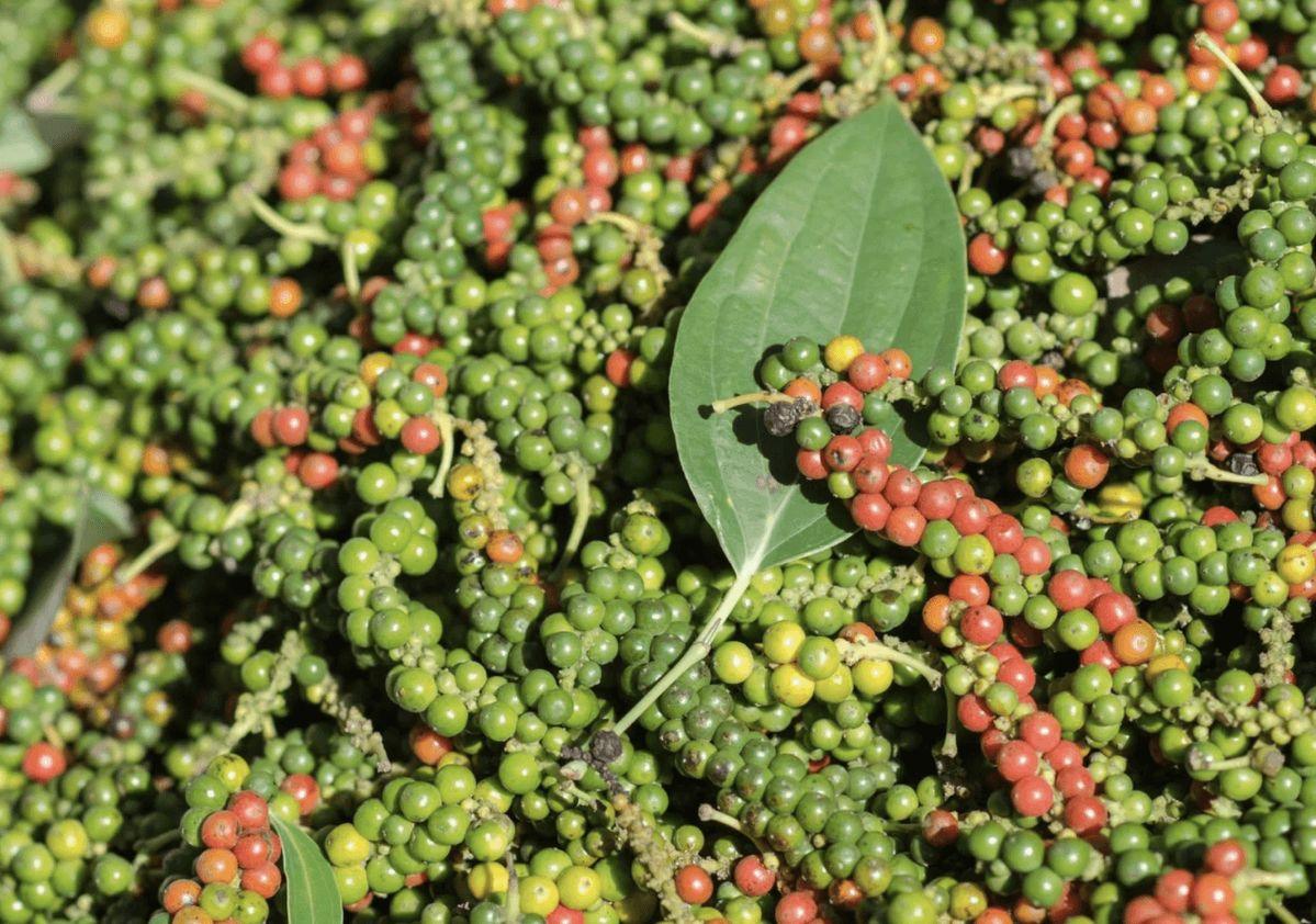 Vietnamese Black Pepper Grade 1: Globally Competitive Wholesale Price