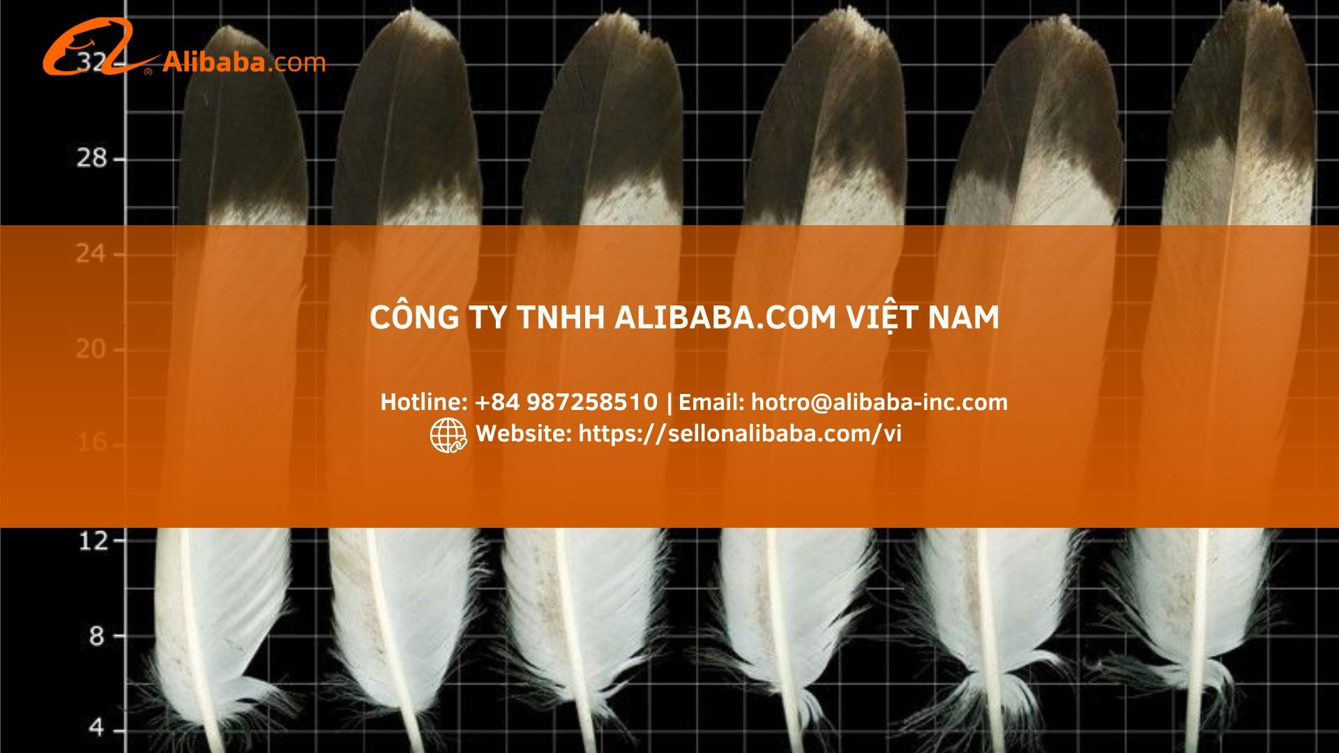 Bí quyết xuất khẩu lông vũ đạt chuẩn RDS qua Alibaba