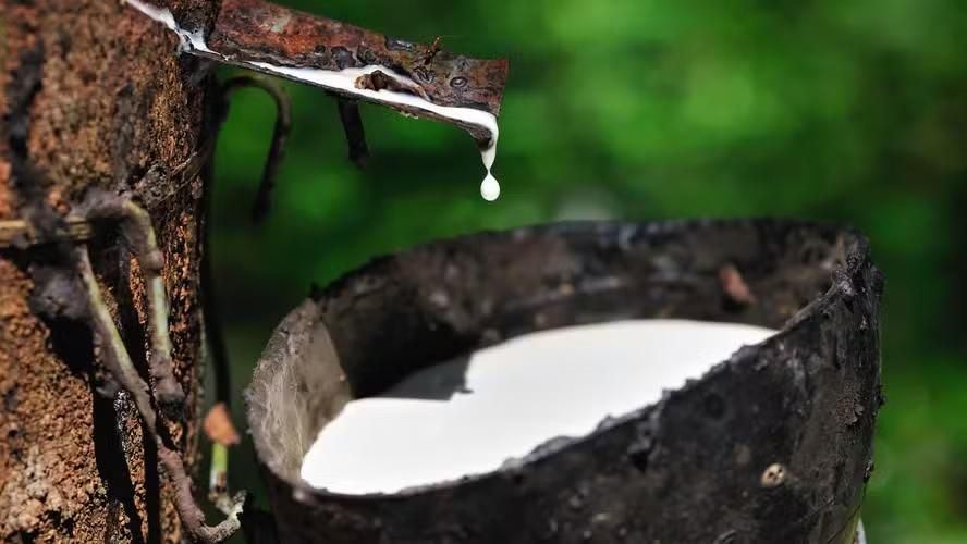 Xanh hóa ngành cao su Việt Nam: Đột phá chuỗi giá trị xuất khẩu