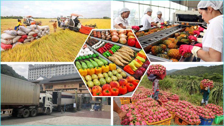 Top Vietnamese Agricultural Products Searched by International Buyers