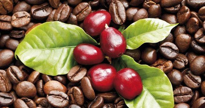 EUDR Robusta Coffee - 100% Traceable Agricultural Products
