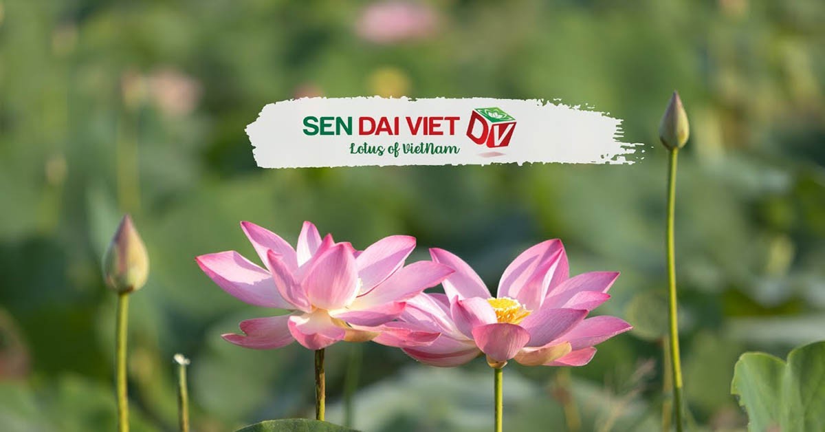 Sen Dai Viet 通过阿里巴巴出口的成功之旅 - 越南企业的励志故事