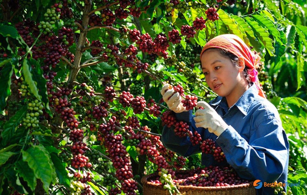 EUDR standard Robusta coffee export roadmap, 100% traceability and effective solution for breaking through global orders through Alibaba Vietnam.