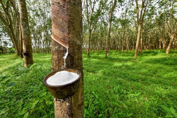 Khám phá giải pháp xanh hóa sản xuất và ứng dụng tiêu chuẩn ESG giúp doanh nghiệp cao su Việt Nam bứt phá xuất khẩu, vượt rào cản quốc tế thành công!