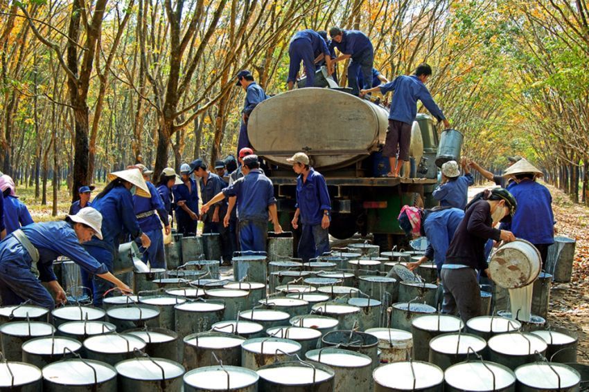 Xuất khẩu cao su năm 2025 chạm đáy 4 năm nhưng kim ngạch đạt kỷ lục thứ 2 lịch sử. Khám phá giải pháp xanh hóa sản xuất giúp ngành cao su Việt Nam bứt phá ngay!
