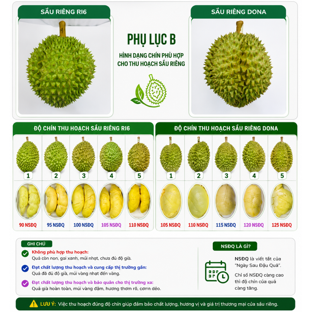 India officially allows the import of fresh Vietnamese durian. Explore the Indian market potential and durian export opportunities in 2026.