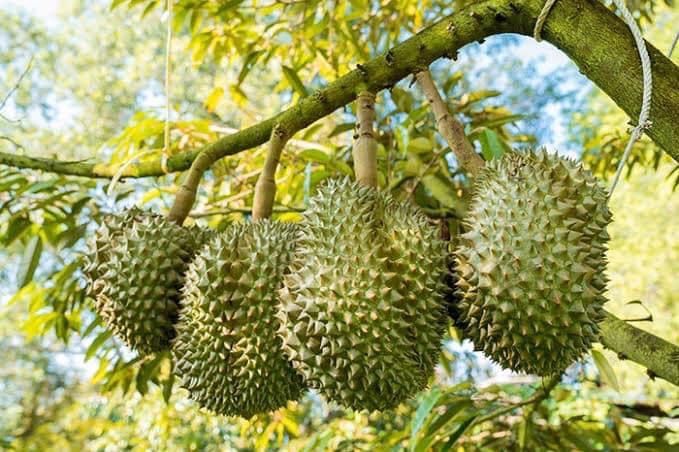 Nông thủy sản Việt Nam trúng mùa được giá với sầu riêng, cà phê lập kỷ lục. Khám phá giải pháp xuất khẩu qua Alibaba để tiếp cận buyer toàn cầu.