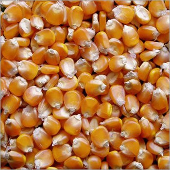 Yellow Corn & White Corn